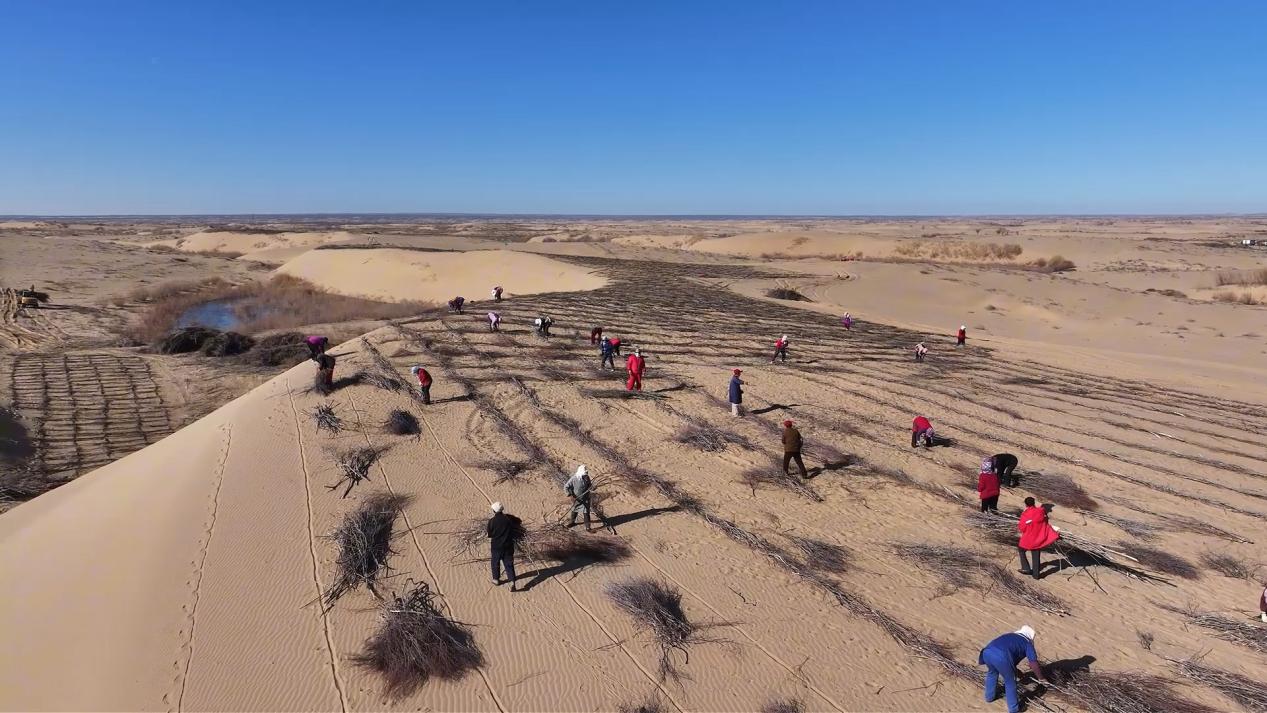 毛乌素沙地“耕”新记：沙地长出“科技兵团”（航拍）[00-02-00][20260427-152617632]